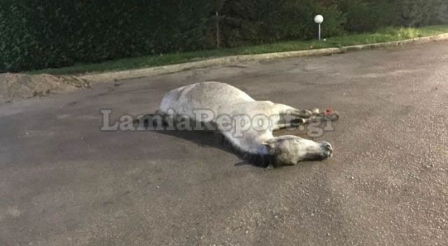 Το νεκρό άλογο πεσμένο στην άσφαλτο