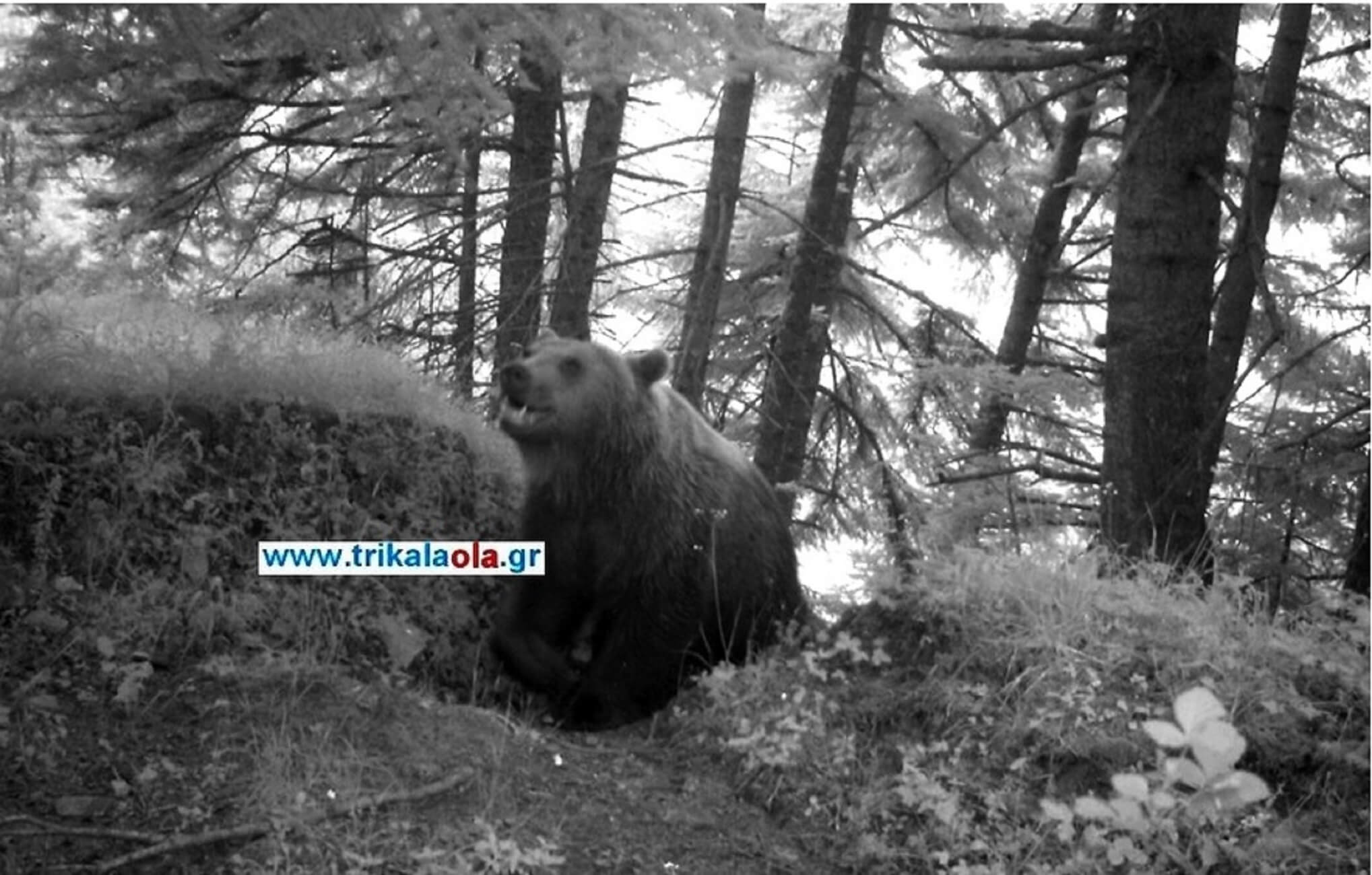 Η αρκούδα στο Νεραϊδοχώρι Τρικάλων