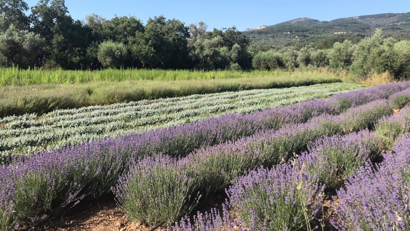 Ο αγρός με ποικιλία αρωματικών φυτών