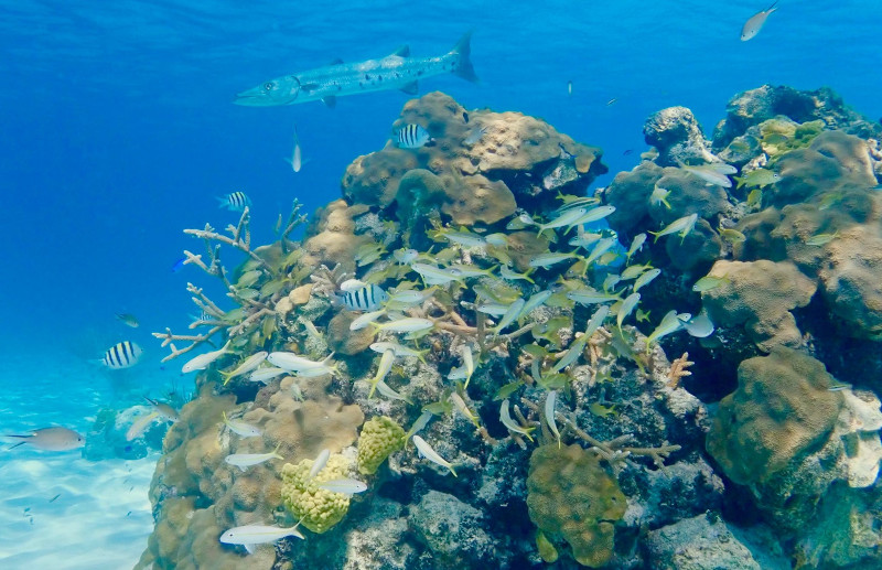 ψάρια κοράλλια στον βυθό της θάλασσας