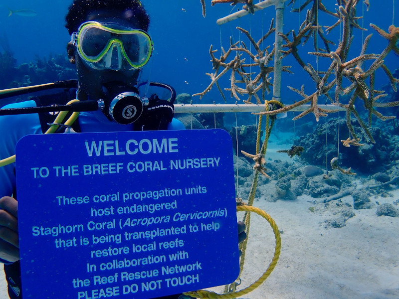  Η ομάδα του BREEF καλλιεργεί κοράλλια που κινδυνεύουν με εξαφάνιση 