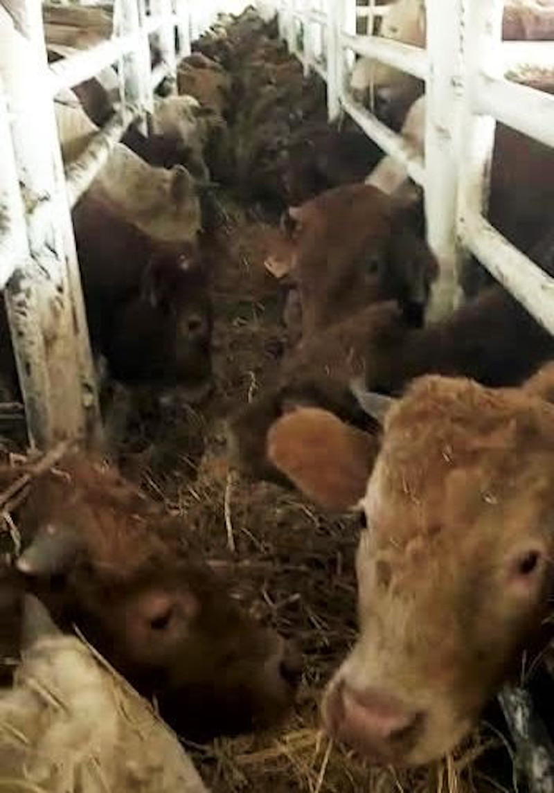 Tα βοοειδή στοιβαγμένα στο φορτηγό πλοίο Elbeik 