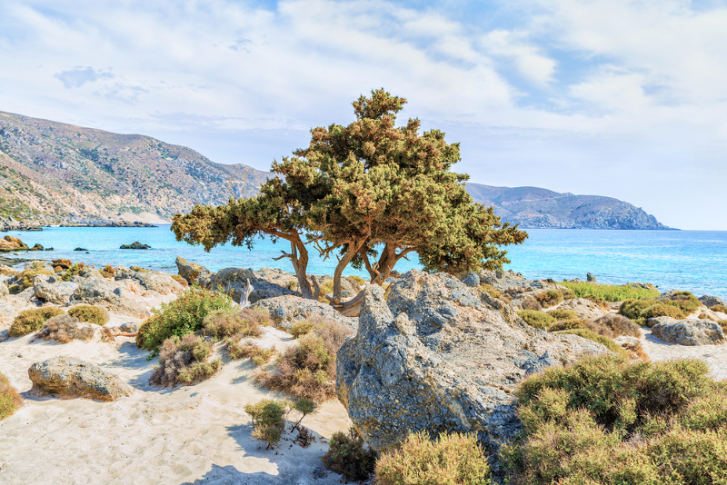 Δέντρο αρκεύθου στην παραλία Κεδρόδασος