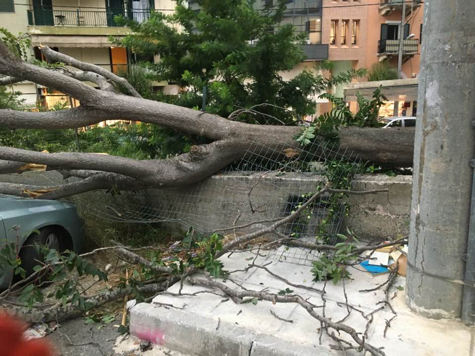 πεσμενο δεντρο