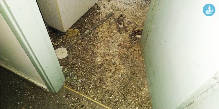 Νεκρό περιστέρι στην είσοδο της κουζίνας στο πρώην δημαρχείο Ιαλυσού.