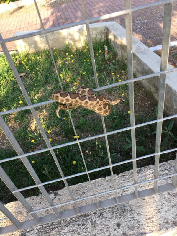 φίδι τυλιγμένο σε κάγκελο παιδικής χαράς
