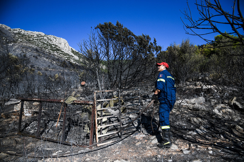 Πυροσβέστης σε ενα μαντρί στην Παινία