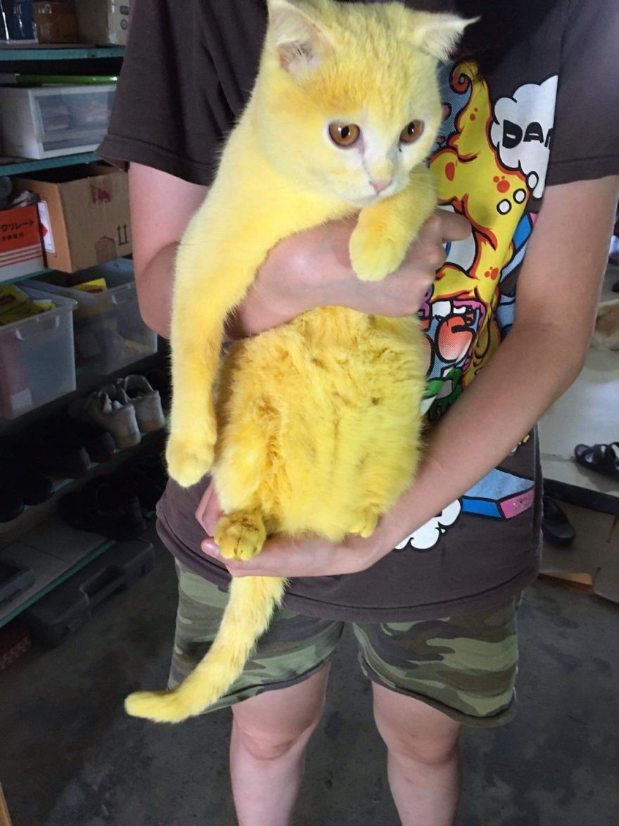 Η γούνα της γάτας έγινε κίτρινη με την ιδιοκτήτρια να ελπίζει πως θα φύγει το χρώμα σε περίπου 3 μήνες