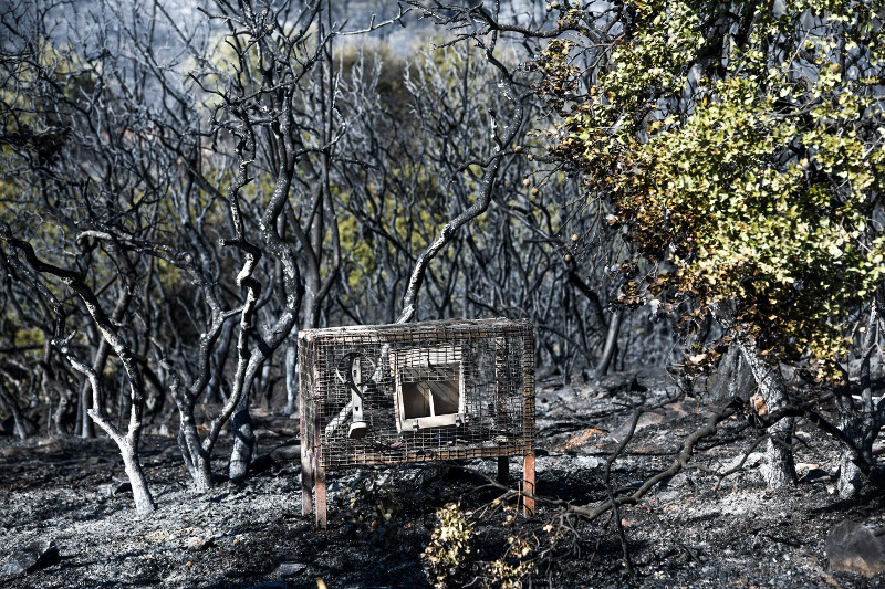 Κάποιοι στην περιοχή είχαν και ζώα