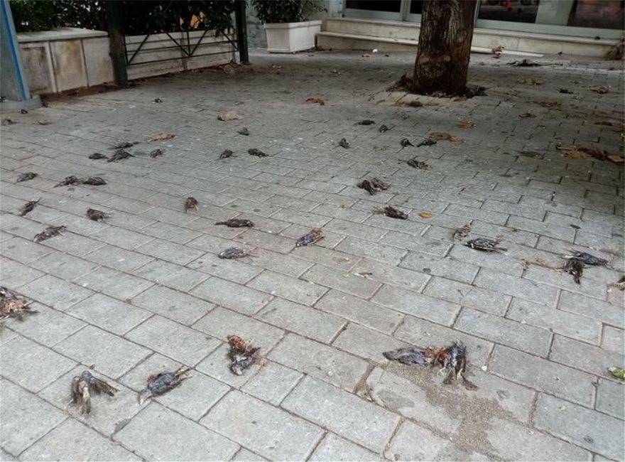 Εκατοντάδες νεκρά πουλιά στην Εύβοια μετά την κακοκαιρία