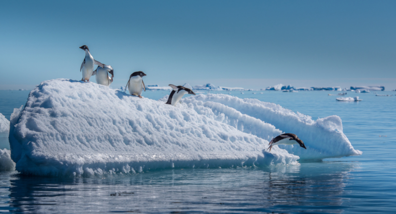 Πιγκουίνοι πέφτουν στο νερό
