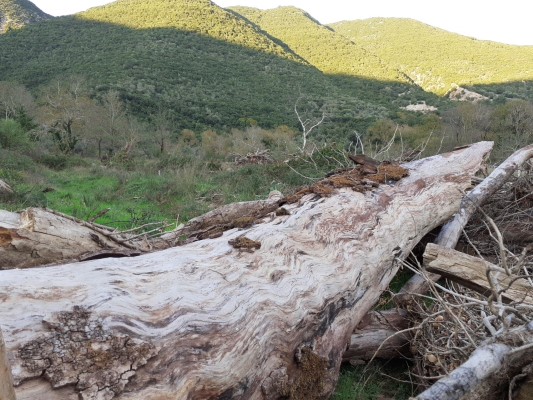 Οι ειδικοί εκτιμούν πως σε ένα μεγάλο ποσοστό τον μύκητα μετέφεραν ελληνικά μηχανήματα που δούλευαν στην Αλβανία και μολύνθηκαν, καθώς εκεί η νόσος θέρισε όλα τα πλατάνια.