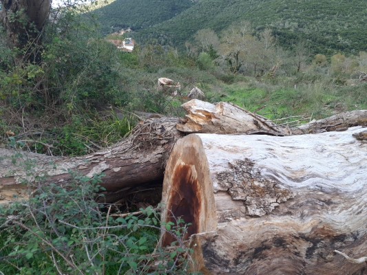 Η νόσος των πλατάνων εμφανίστηκε πριν από περίπου 15 χρόνια στη Δυτική Πελοπόννησο και μέχρι σήμερα όπως όλα δείχνουν, κανένας δεν μπορεί να τον τιθασεύσει.