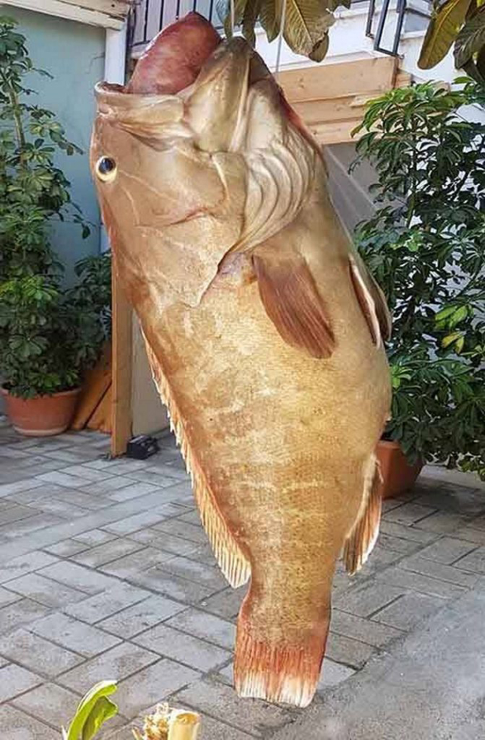 Ψάρι γιγας