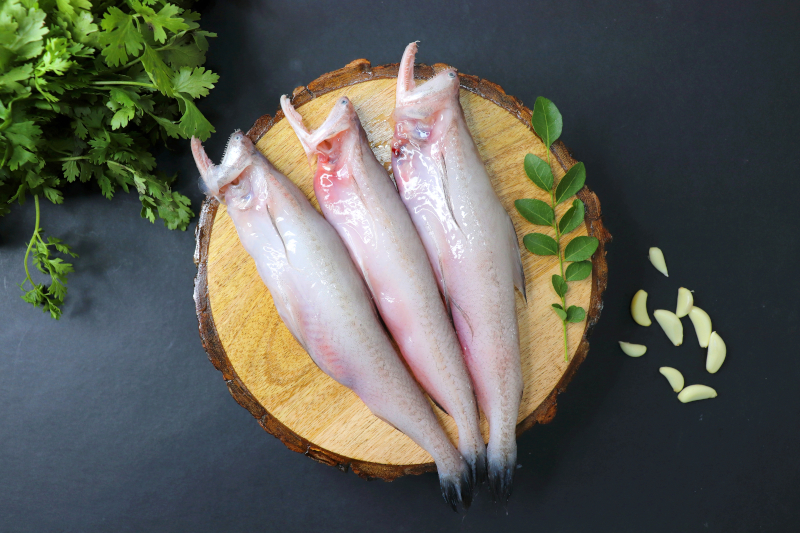 τα ψάρια Mombay duck