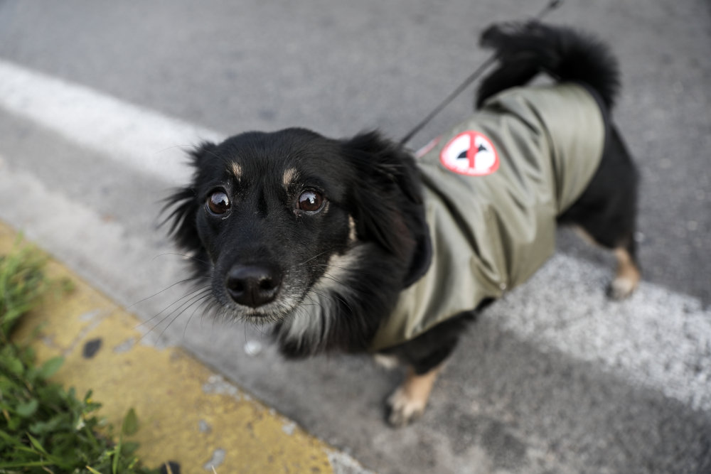 Σκυλάκι φορά αντιπολεμικό... μπουφάν στο συλλαλητήριο της Αθήνας