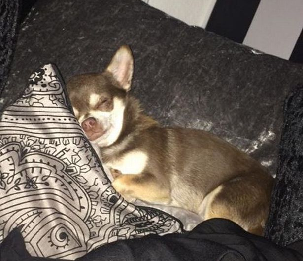 Ο Γκίζμο, το τσιουάουα που άρπαξε ο γλάρος από την αυλή του σπιτιού στην παραλιακή πόλη της Αγγλίας