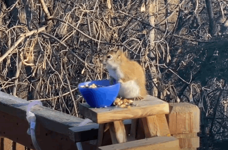 Ο σκίουρος τρώει σπόρους, καλαμπόκι και... αχλάδια