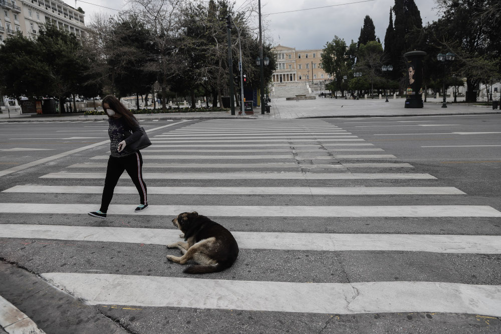 Σκυλί κάθετε πάνω στον δρόμο στην Αθήνα
