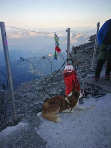Σκύλος στο Mont Blanc