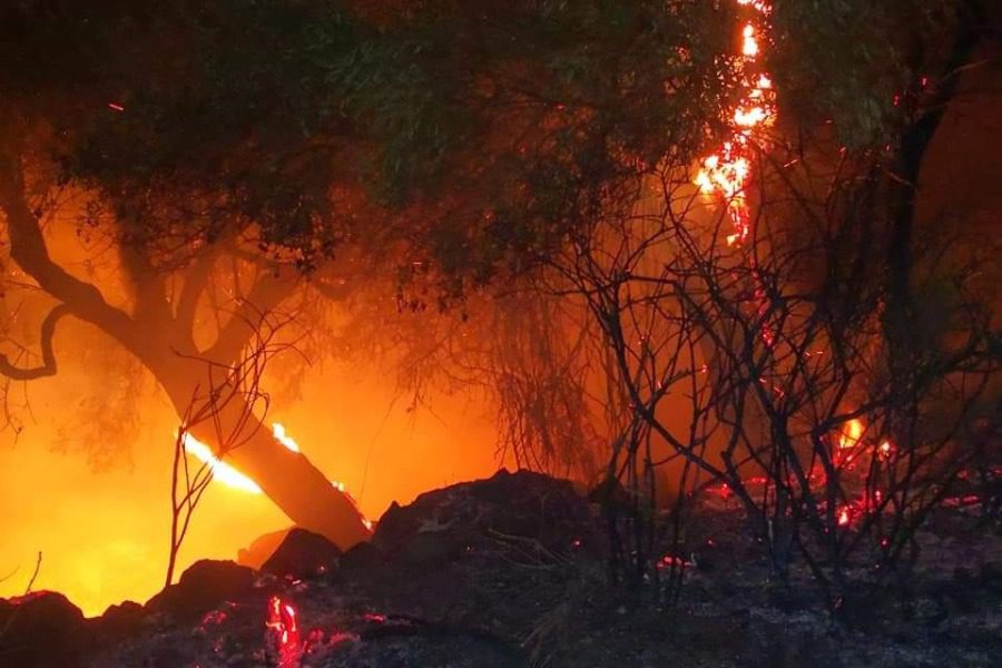 Φωτιά σε δάσος στην Λέσβο