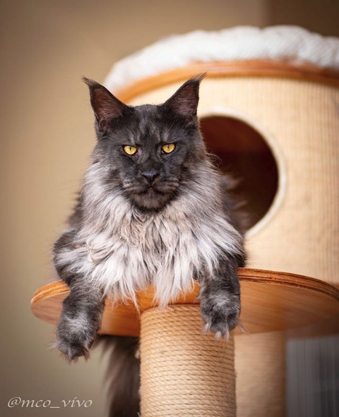 Ο Βίβο είναι ράτσας Maine Coon με κάποια θεωρία να λέει ότι ίσως είναι απόγονος των γατών της Μαρίας Αντουανέτας