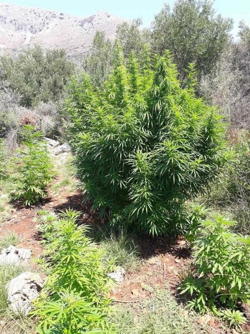 Η μια χασισοφυτεία