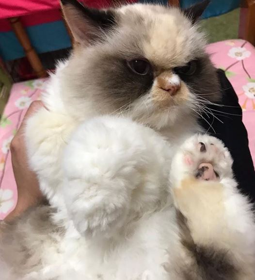 H Meow Meow μπορεί να δείχνει μονίμως κατσουφιασμένη, ωστόσο, είναι αξιολάτρευτη, όπως λέει η ιδιοκτήτριά της