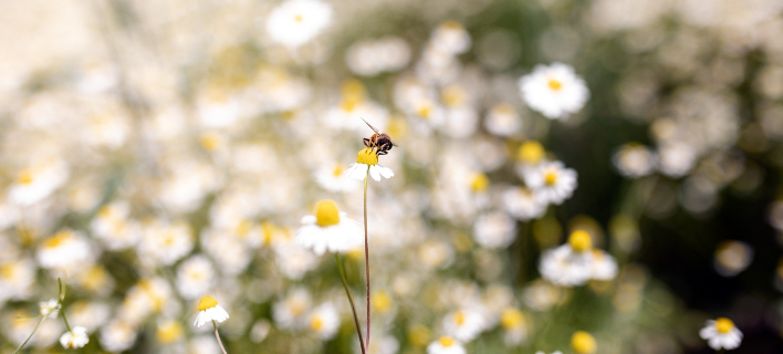 ΦÏÏογÏαÏία SOOC