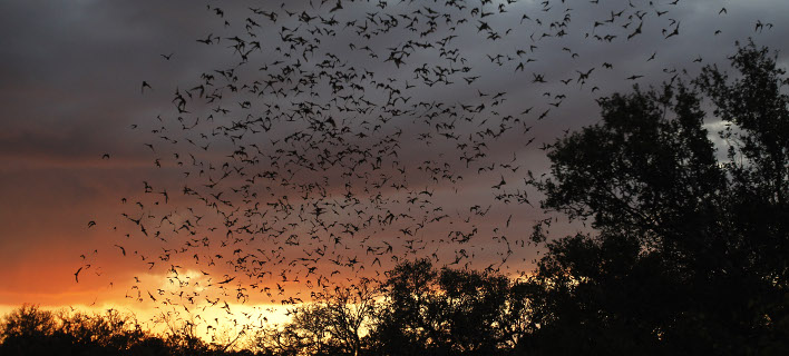 Μαζική έξοδο νυχτερίδων από τη σπηλιά στο Τέξας (Φωτογραφία: AP/ Eric Gay)