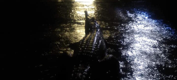 Σαρωτικές πλημμύρες στην Αυστραλία - Κροκόδειλοι βγήκαν στους δρόμους [εικόνες]  
