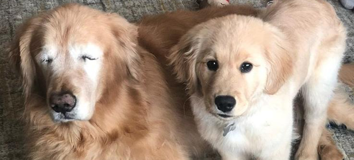 Î¤Ï…Ï†Î»ÏŒÏ‚ ÏƒÎºÏÎ»Î¿Ï‚ Î¼Îµ Ï„Î¿Î½ ÏƒÎºÏÎ»Î¿-Î¿Î´Î·Î³ÏŒ Ï„Î¿Ï… (Î¦Ï‰Ï„Î¿Î³ÏÎ±Ï†Î¯Î±: Instagram)