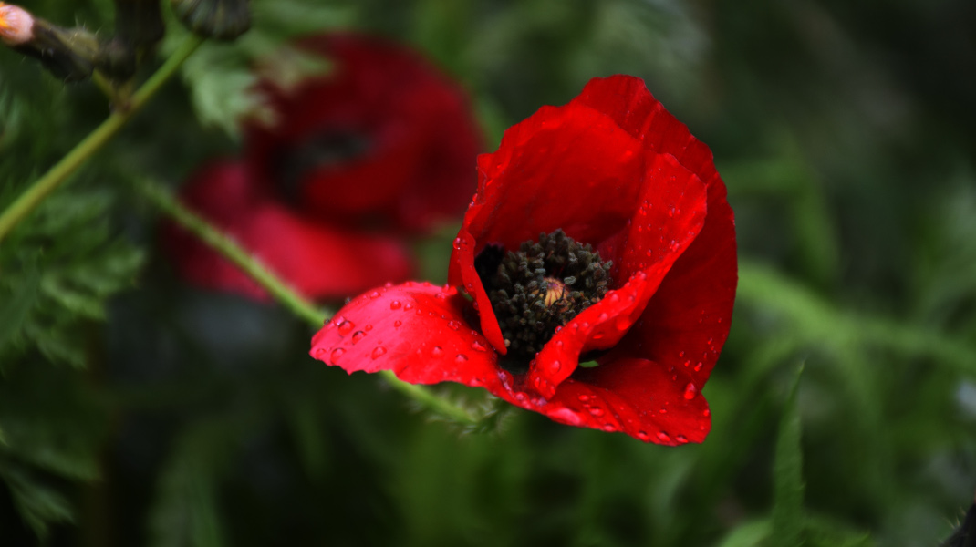 Î£Ï„Î±Î³ÏŒÎ½ÎµÏ‚ Î²ÏÎ¿Ï‡Î®Ï‚ ÏƒÎµ Î¼Î¹Î± Î±Î½Î¸Î¹ÏƒÎ¼Î­Î½Î· Ï€Î±Ï€Î±ÏÎ¿ÏÎ½Î± -Î¦Ï‰Ï„Î¿Î³ÏÎ±Ï†Î¯Î±: Eurokinissi-Î Î‘Î Î‘Î”ÎŸÎ ÎŸÎ¥Î›ÎŸÎ£ Î’Î‘Î£Î™Î›Î—Î£