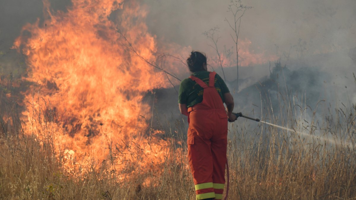 Πυρκαγιές στην Ιταλία: Καλαβρία και Σικελία ζήτησαν να κηρυχθούν σε κατάσταση  έκτακτης ανάγκης | ΚΟΣΜΟΣ | iefimerida.gr