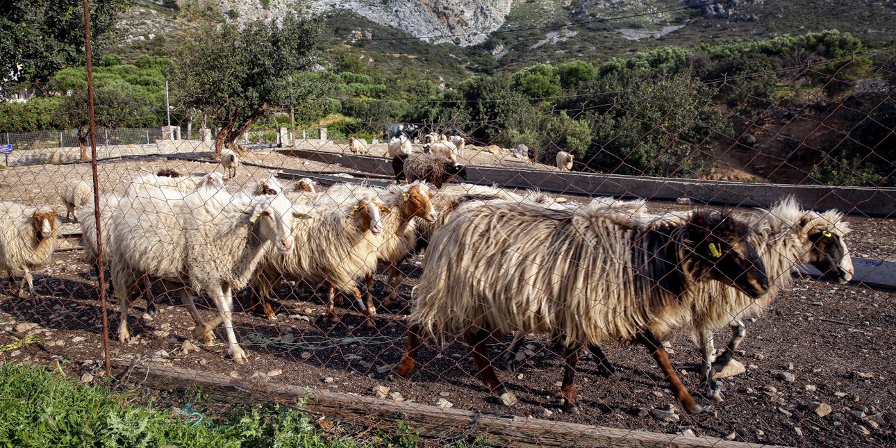 ΥΠΑΑΤ: Εντατικοί έλεγχοι για τον αφθώδη πυρετό στη Λέσβο -Εξετάστηκαν 180 εκτροφές και 6.331 δείγματα σε δύο εβδομάδες