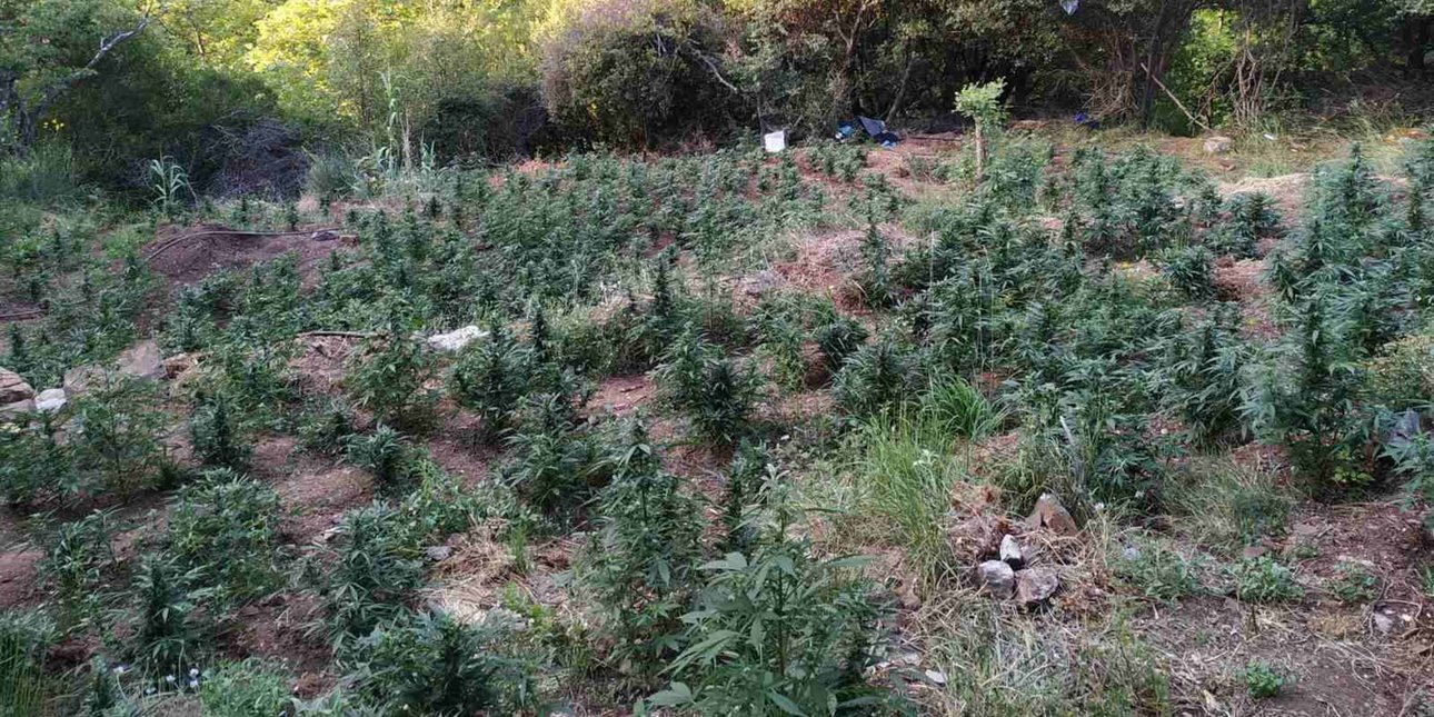 Τρεις συλλήψεις για καλλιέργεια κάνναβης, κατοχή και διακίνηση, σε Αττική και Πανεπιστημιούπολη Ζωγράφου