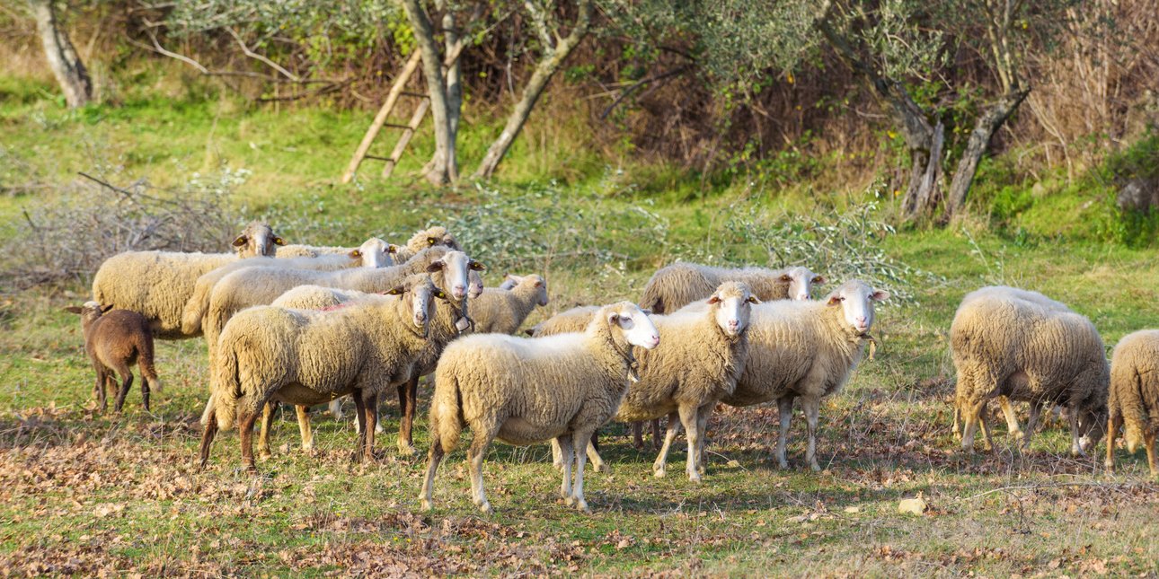 Έρχονται 4 παρεμβάσεις για τους κτηνοτρόφους της Λέσβου -«Είμαστε δίπλα στους κτηνοτρόφους» είπε ο Μητσοτάκης
