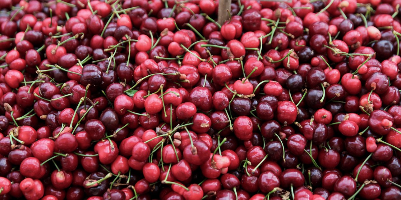 Κεράσι: Πόσα πληρώνει ο Ευρωπαίος καταναλωτής για το φρούτο με την υψηλότερη τιμή στον Έλληνα παραγωγό