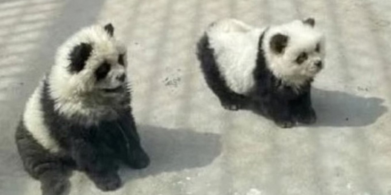  Zωολογικός κήπος στην Κίνα κατηγορείται ότι έβαψε σκυλιά για να μοιάζουν με «πάντα»