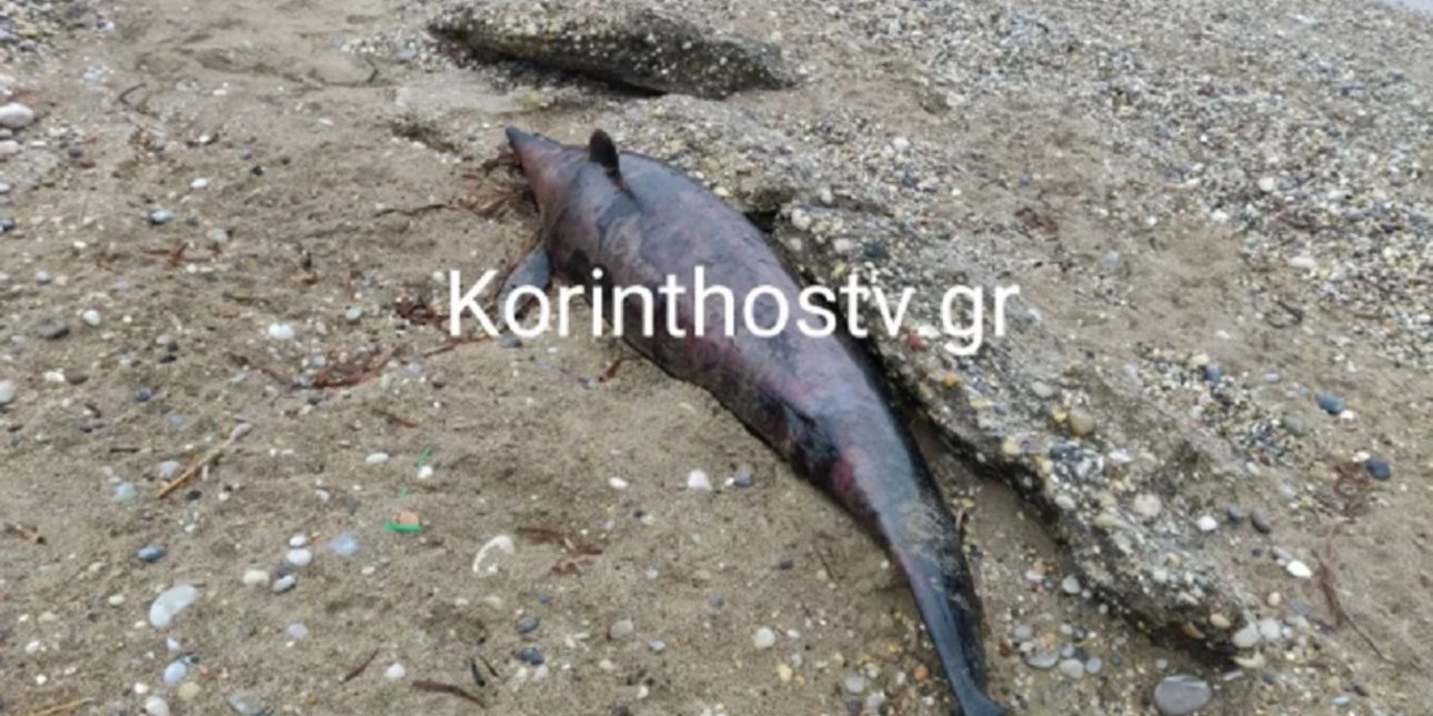 Νεκρό δελφίνι σε παραλία στη Κόρινθο