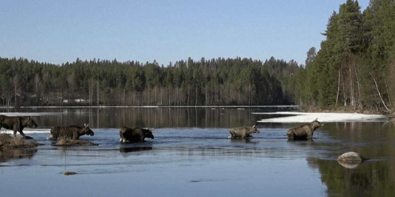 Εκατομμύρια τηλεθεατές συντονίζονται στην πιο δημοφιλή εκπομπή που συναρπάζει τη Σουηδία / WIKIPEDIA