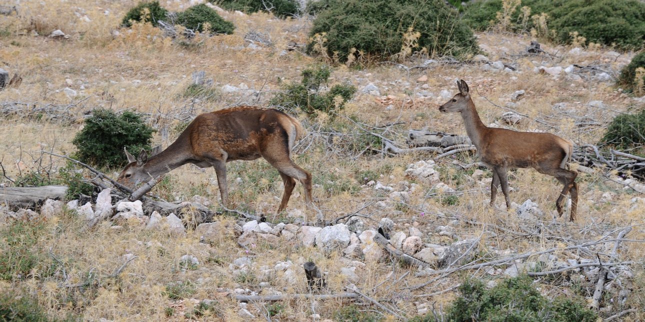 Ελάφια στην Πάρνηθα