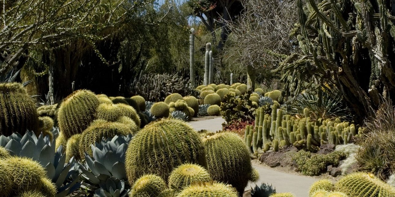  Τα σπανιότερα φυτά του κόσμου βρίσκονται μέσα σε μυστικούς κήπους / Huntington Botanical Garden