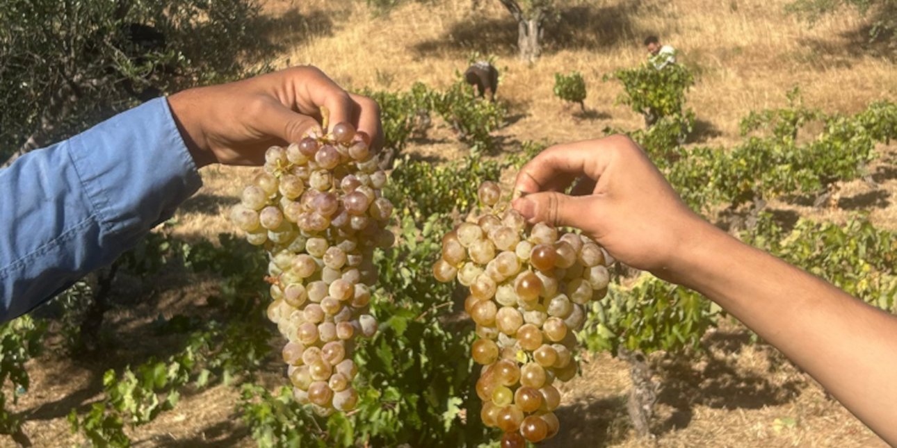 χερια με σταφυλια 