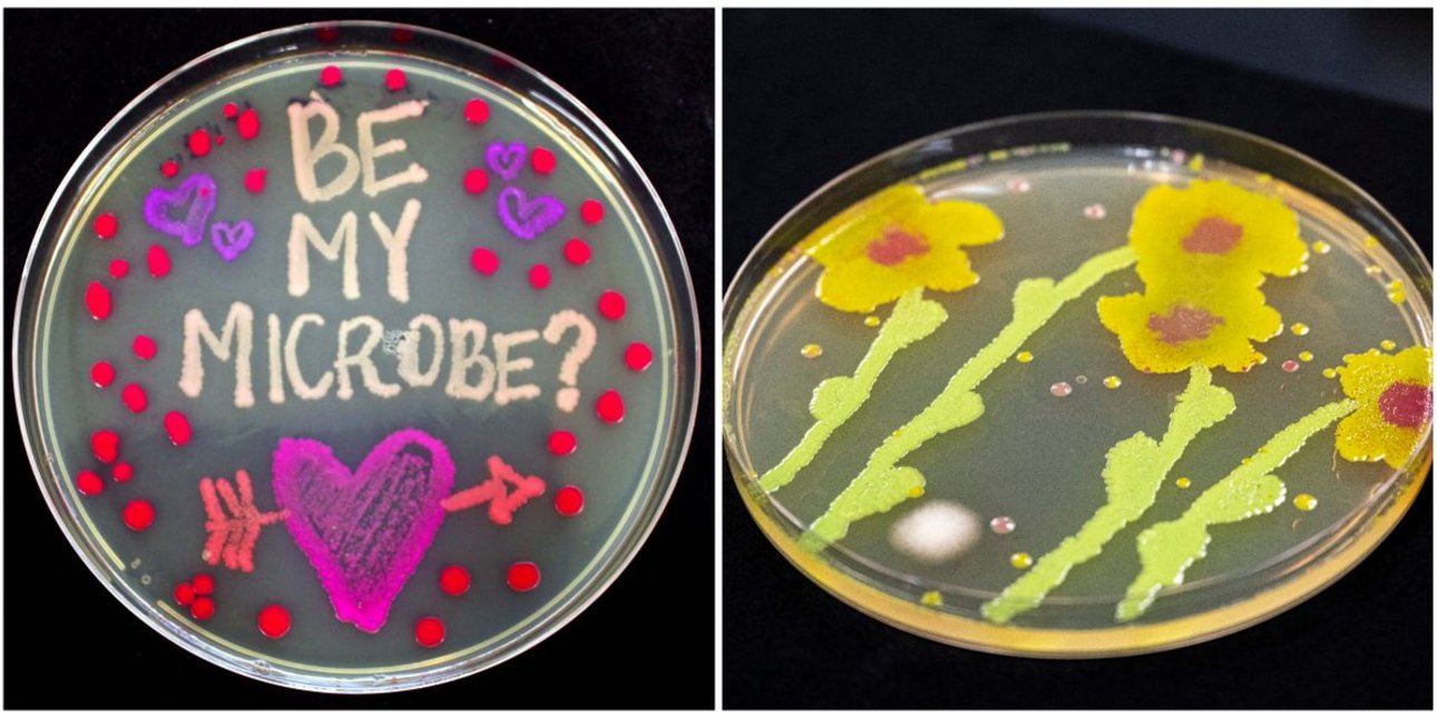 O καθηγητής Μικροβιολογίας στο πανεπιστήμιο του Μιζούρι, Ντέιβιντ Γουέστενμπεργκ ζωγραφίζει με... βακτήρια / FACEBOOK