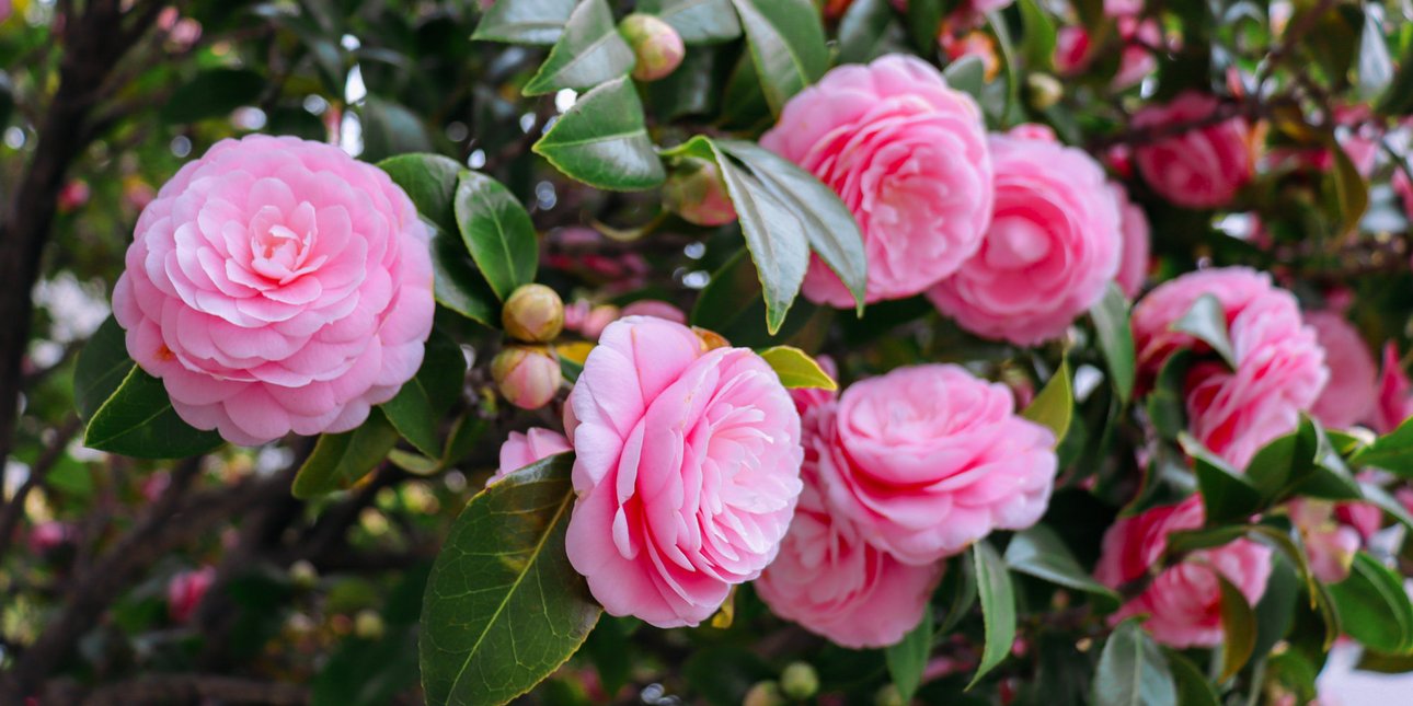 Το δέντρο που ταιριάζει καλύτερα σε γλάστρα: Η κομψή επιλογή για μικρές βεράντες
