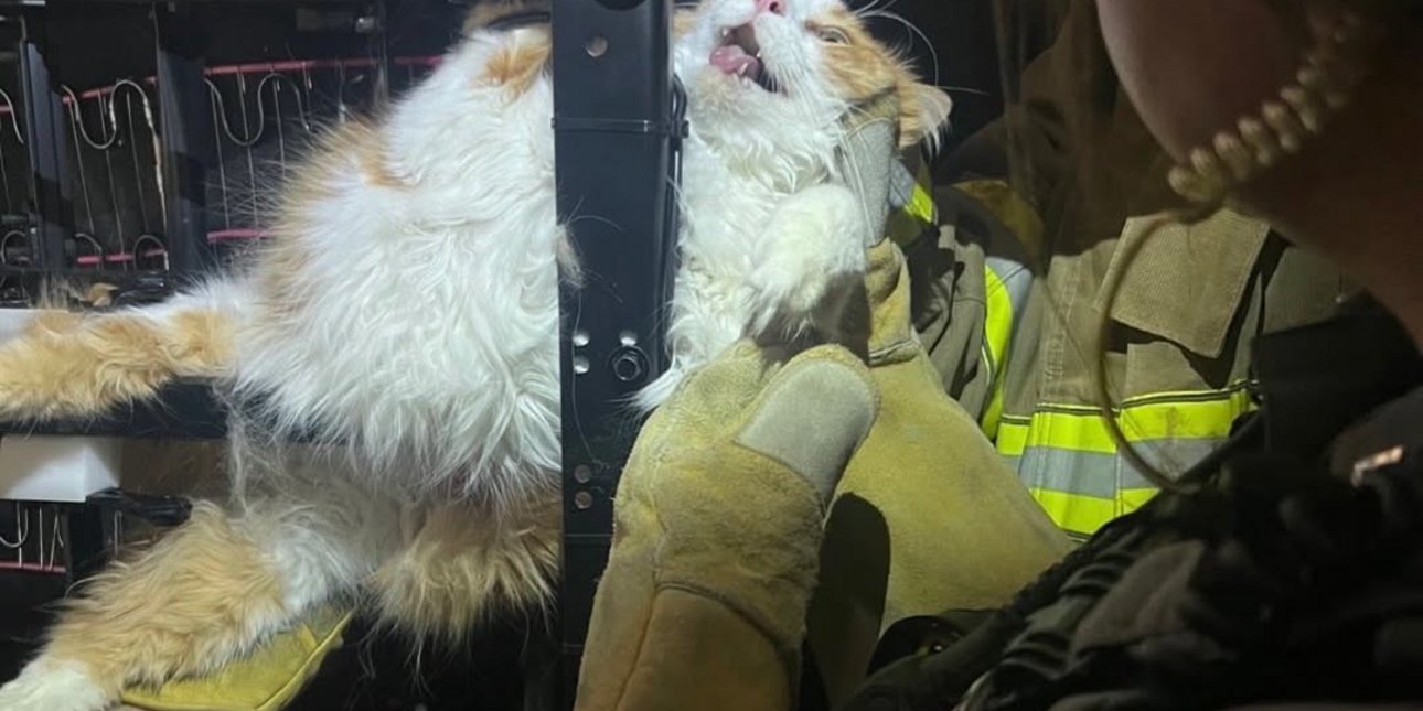 Δείτε πού σφήνωσε μια γάτα προσπαθώντας να ξεφύγει από τον κτηνίατρο -Την απεγκλώβισε η πυροσβεστική