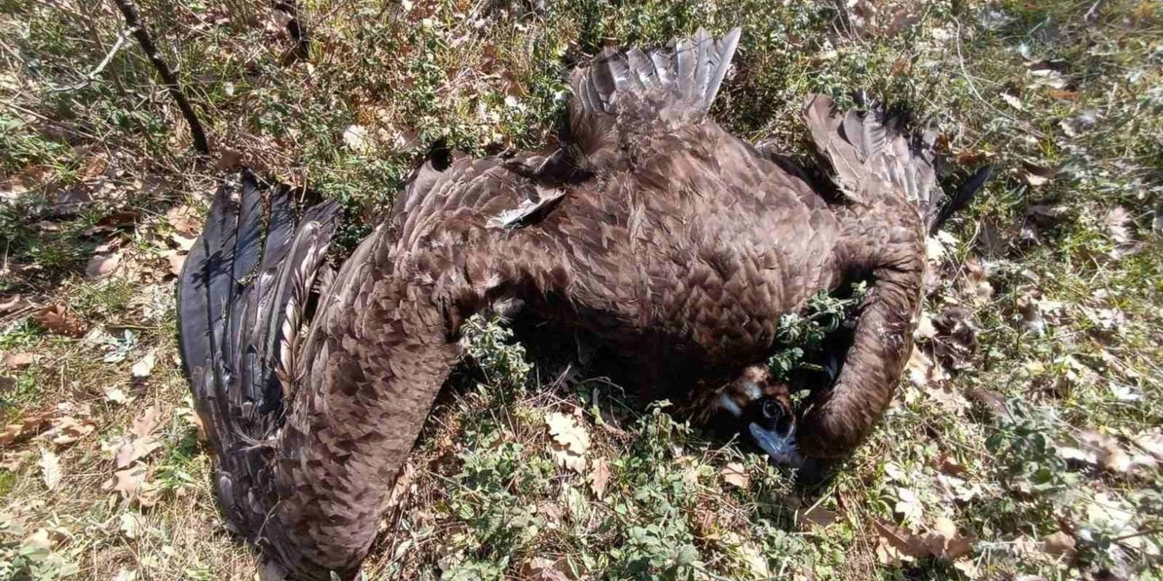 Πρωτοφανές έγκλημα μαζικής δηλητηρίασης άγριας ζωής στη Δαδιά -Νεκρά ζαρκάδια, μαυρογύπες, λύκοι
