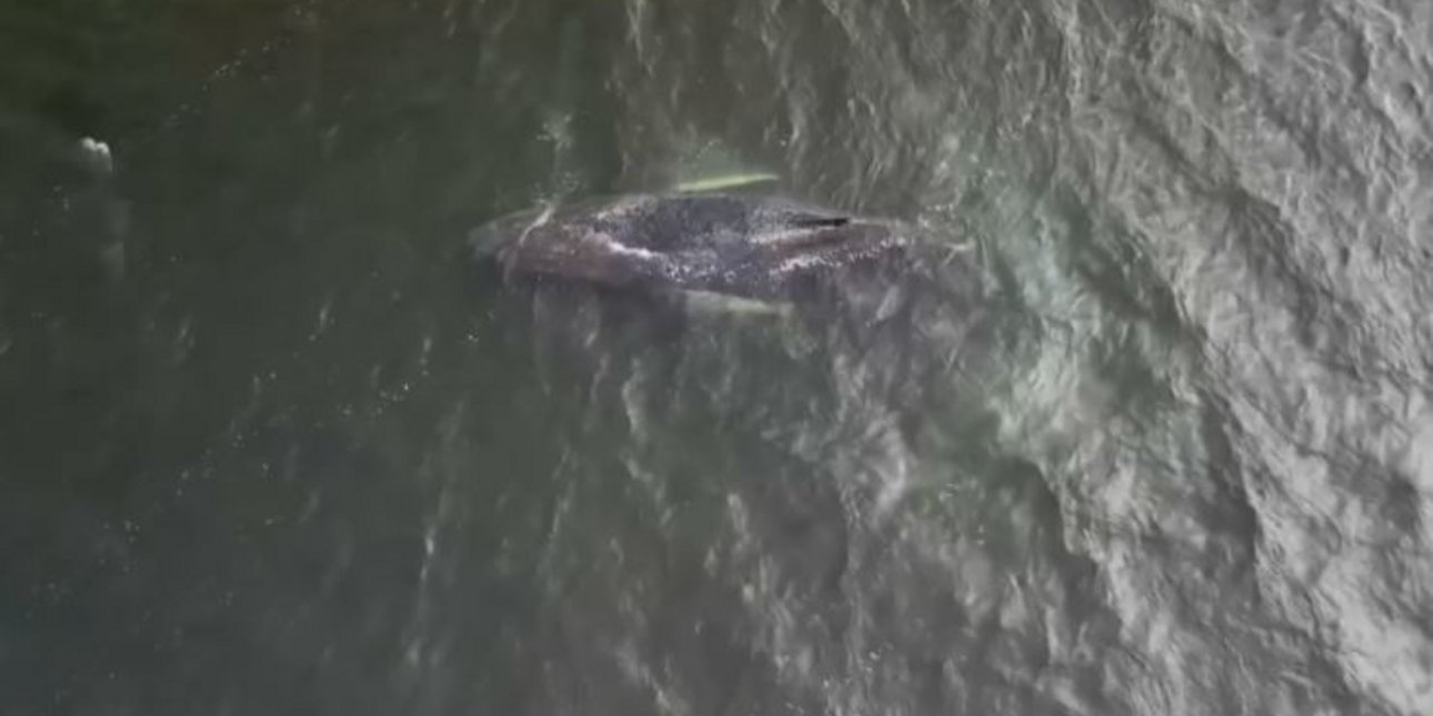 Βαλτική Θάλασσα: Μυστήριο με φάλαινα που προσάραξε –Έμεινε ακίνητη σε βάθος δύο μέτρων