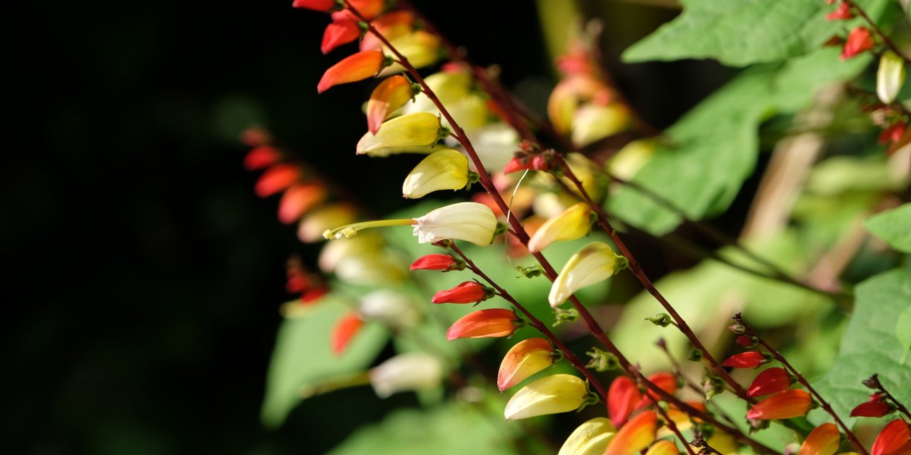 Τα έξι αναρριχώμενα φυτά που μεγαλώνουν σε χρόνο ρεκόρ -Δίνουν χρώμα σε μπαλκόνι και κήπο